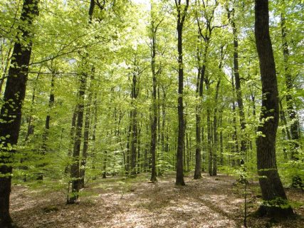 Forêt de loches