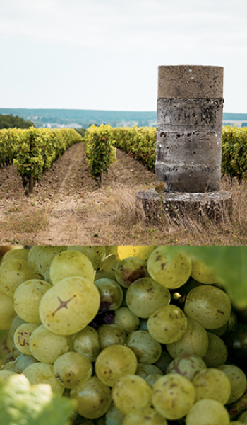 vignoble-photo-1